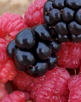 Blackberry Farms - Bara' Najajrah