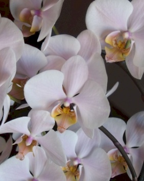 Orkeda - Nehaya Sabri