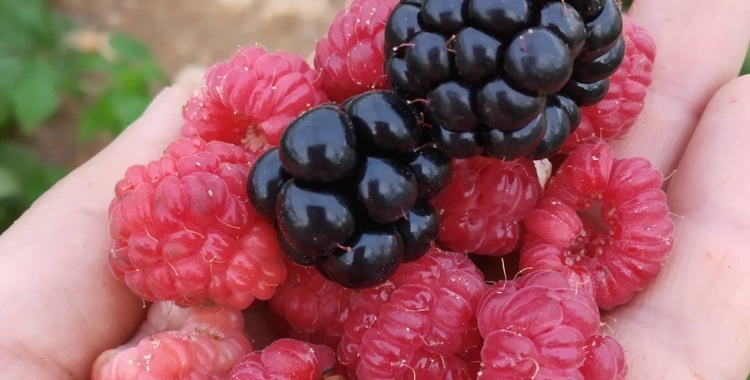 Blackberry Farms - Bara' Najajrah